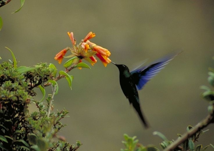 El misterio de los colibrís gigantes tiene un nuevo significado 