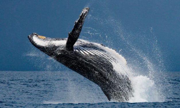 Las ballenas son reconocidas como Personalidad jurídica