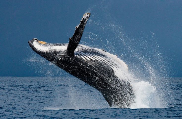 Las ballenas son reconocidas como Personalidad jurídica