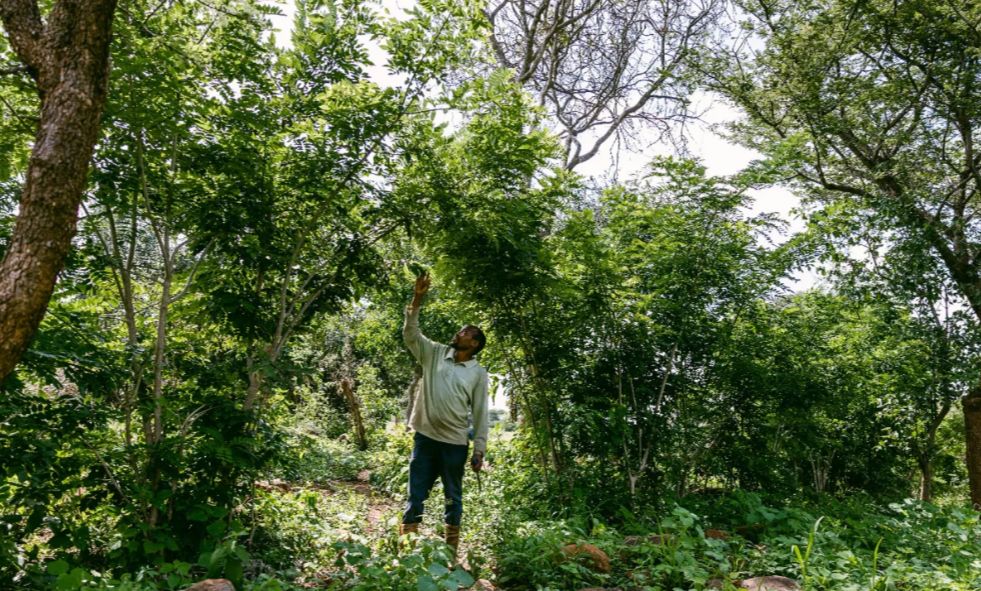 Proyecto de plantación de árboles en África da esperanzas