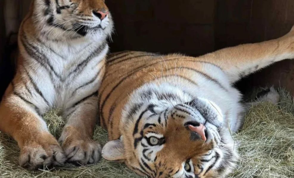 Tigres rescatados prosperan en la ciudad de San Diego