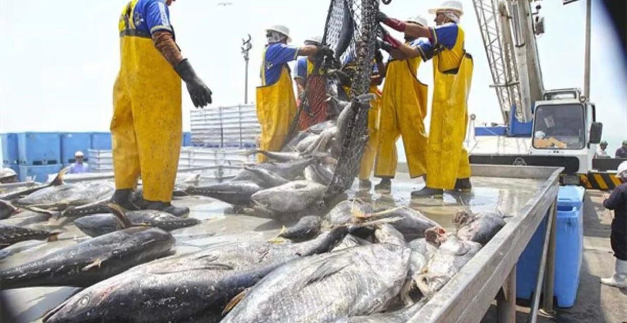 Poder Judicial decidiría que el proceder de la pesca industrial