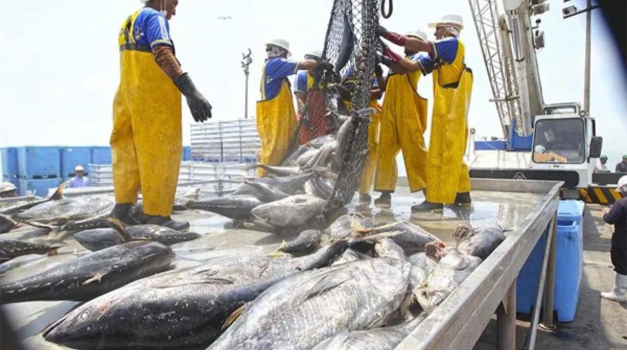 Poder Judicial decidiría el proceder de la pesca industrial