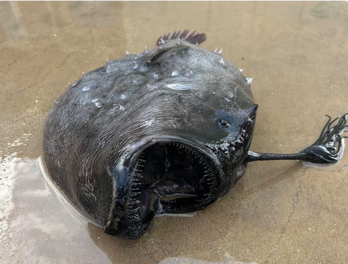 Extraño pez apareció en las orillas de una playa en Oregón