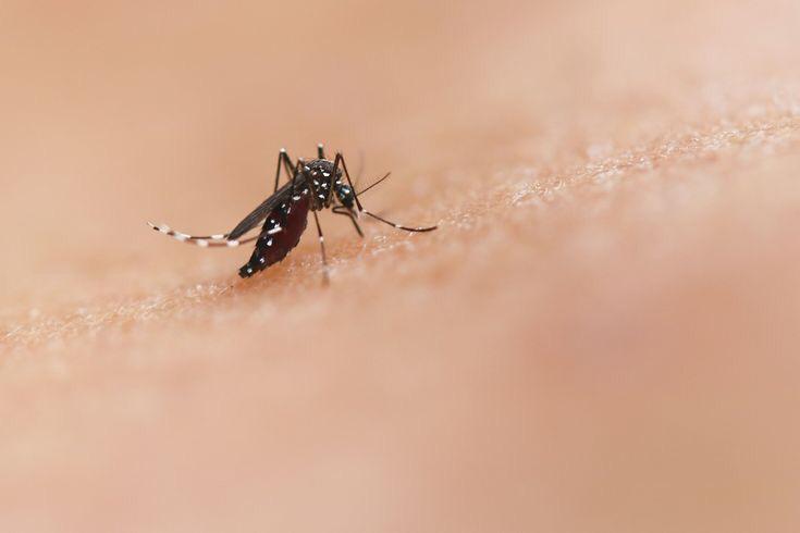 Miami: Casos de contagios por dengue siguen aumentando