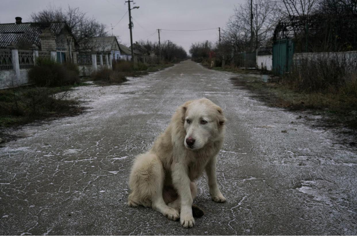 El Gobierno Turco esta pensando en sacrificar perros callejeros