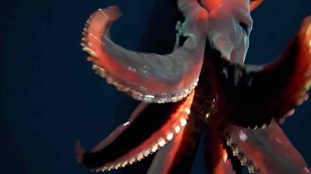 Imágenes inéditas de un enorme calamar que emite luces
