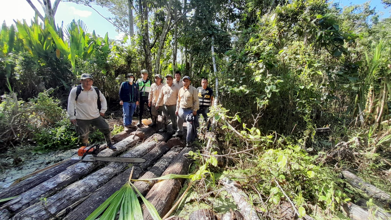 Caen taladores ilegales  con más de 1 millón de  pies tablares de madera