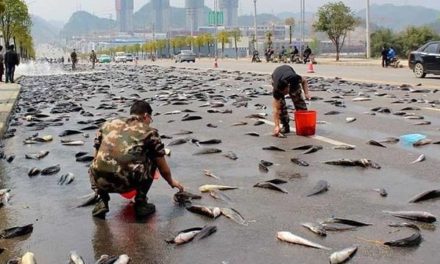 Lluvia de peces en Irán: Un fenómeno meteorológico sorprendente