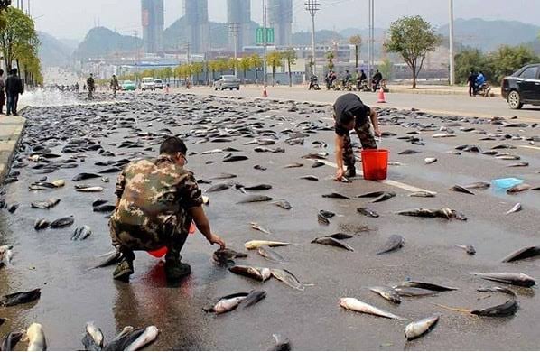 Lluvia de peces en Irán: Un fenómeno meteorológico sorprendente