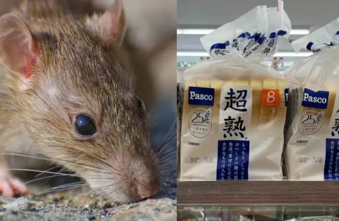 Japón: Retiran más de 100.000 bolsas de pan por contener trozos de rata