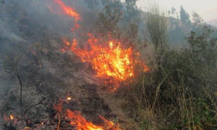 Pasco: Incendio forestal arrasa con 25 hectáreas de árboles