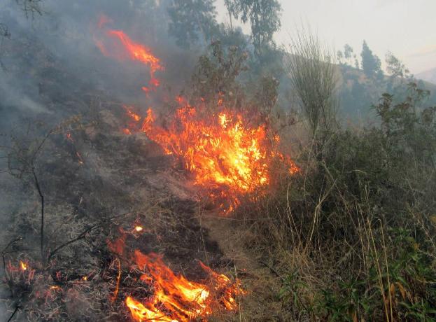 Pasco: Incendio forestal arrasa con 25 hectáreas de árboles
