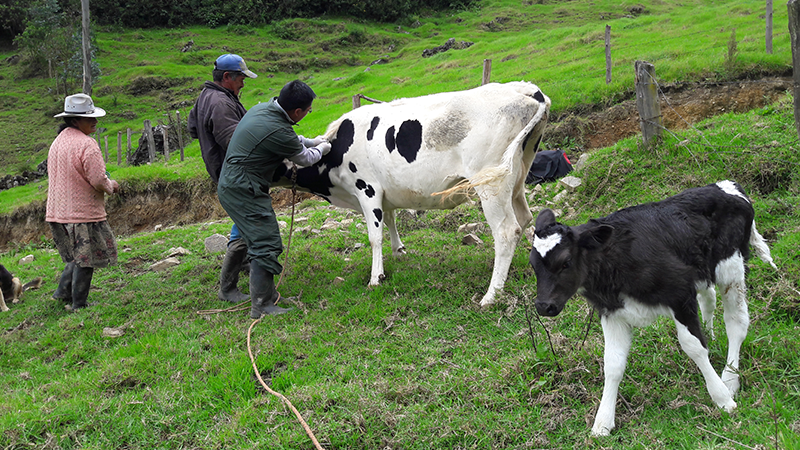 Promueven ganadería lechera beneficiando a 400,000 productores