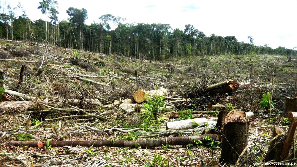 Fiscalía informa de tala ilegal de árboles en la cordillera Escalera 