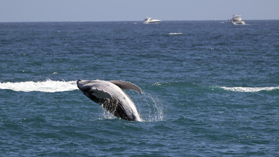 Ballenas grises se están encogiendo debido al cambio climático