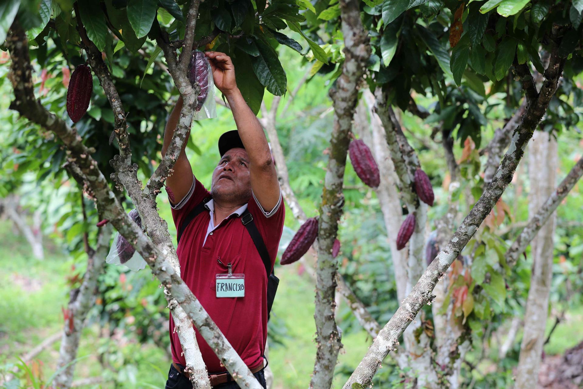 Perú impulsa un proyecto para producir café y cacao sin deforestar en la Amazonía