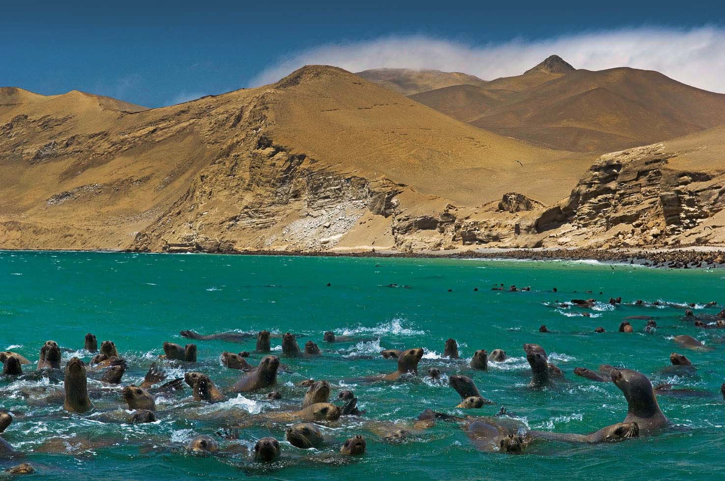 Áreas Naturales Protegidas: Poder Judicial prohíbe pesca en la Reserva Nacional de Paracas