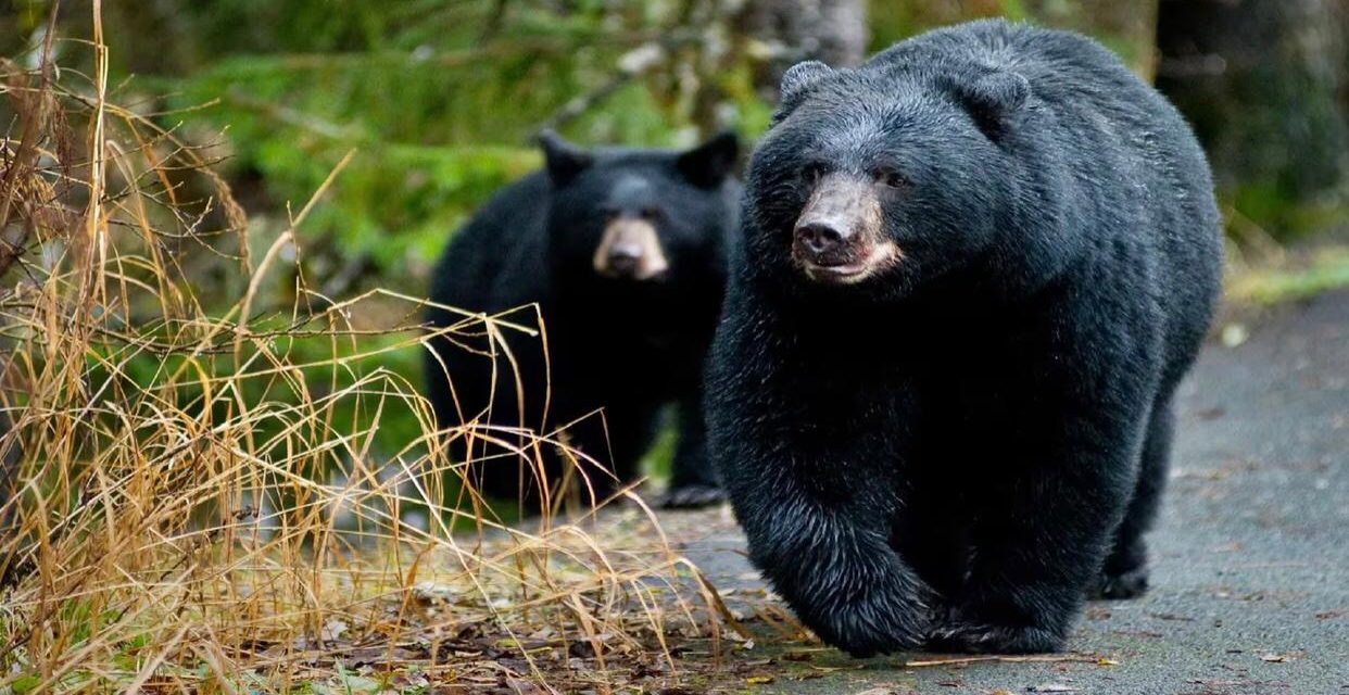 California: Oso atacó y mato a una mujer en su casa