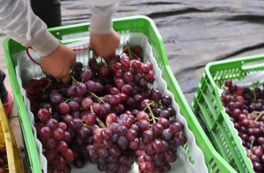 Gobierno peruano logra acuerdos para exportar nuevos productos agrícolas a China