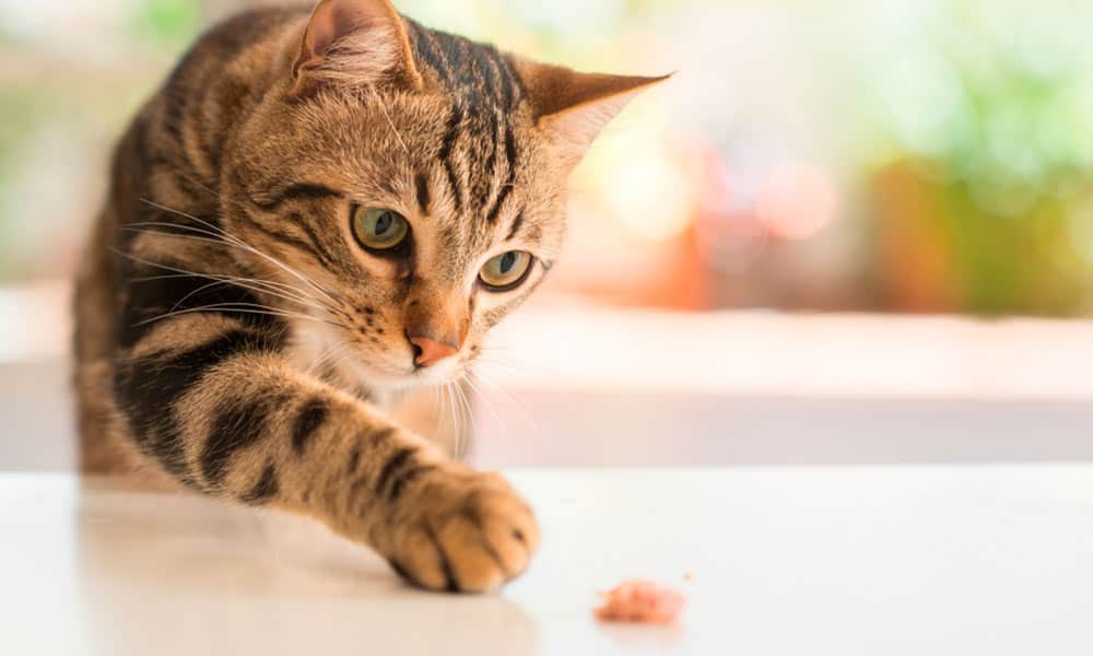 Maullidos Prolongados: Las razas de gato que viven más años