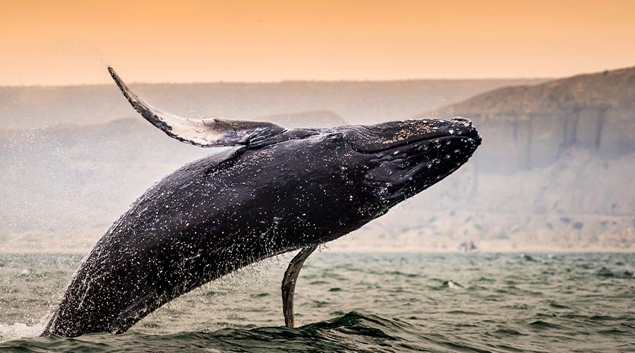 ¡Tumbes celebra el inicio de la temporada de ballenas jorobadas!