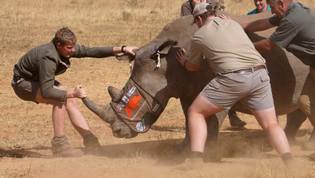 Rinocerontes radiactivos para combatir la caza furtiva