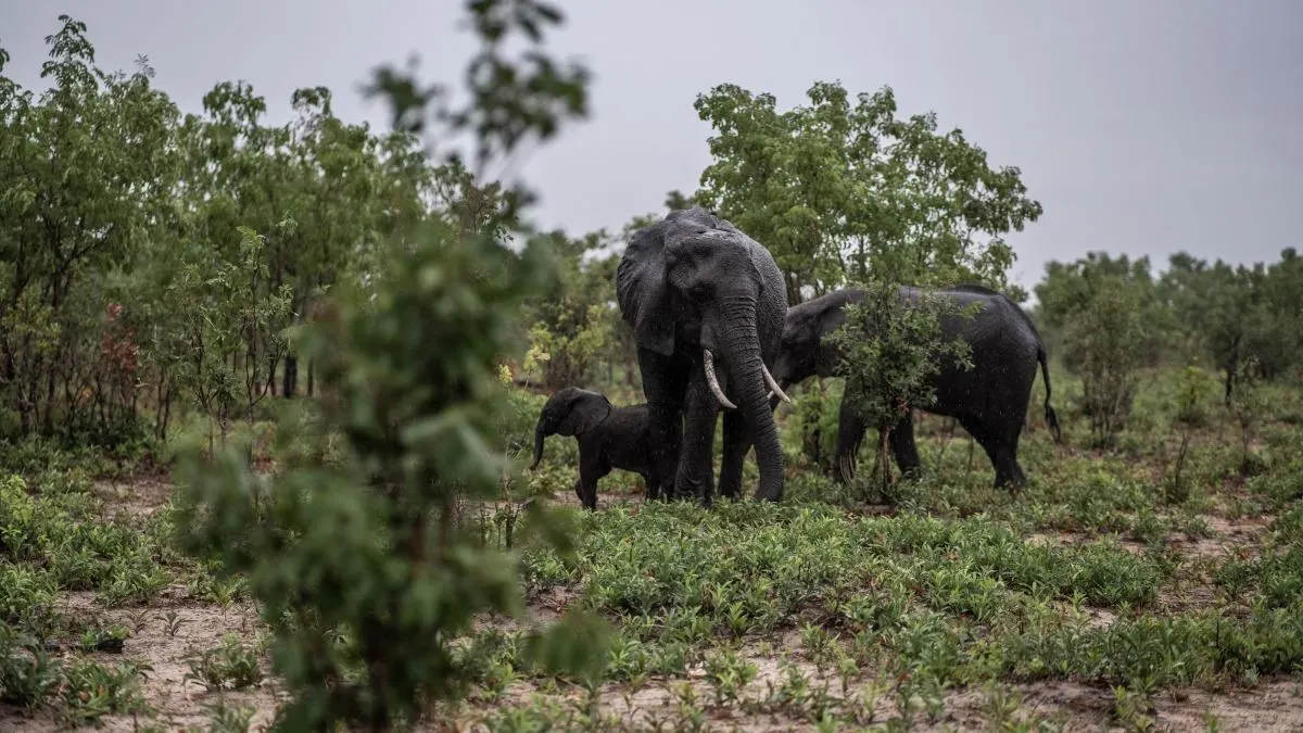 Turista español muere pisoteado por un elefante en Sudáfrica