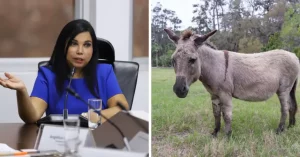 Perú incursionará en la exportación de carne de burro a China