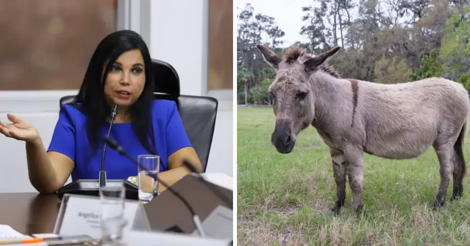 Perú incursionará en la exportación de carne de burro a China