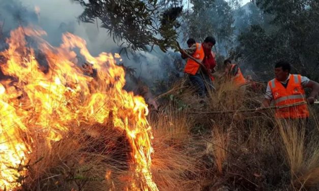 Incendios arrasan bosques en 5 regiones: Un fallecido
