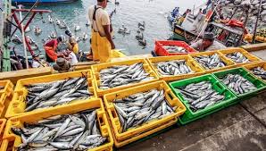 El incremento en desembarques de especies pesqueras impulsó el crecimiento del sector en junio.