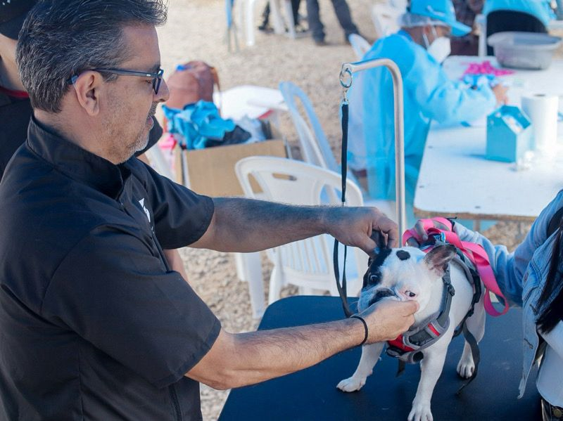 Minsa vacunará a más de 3 millones de perros