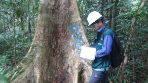 Serfor pide declaración de 2 especies de maderas a empresarios