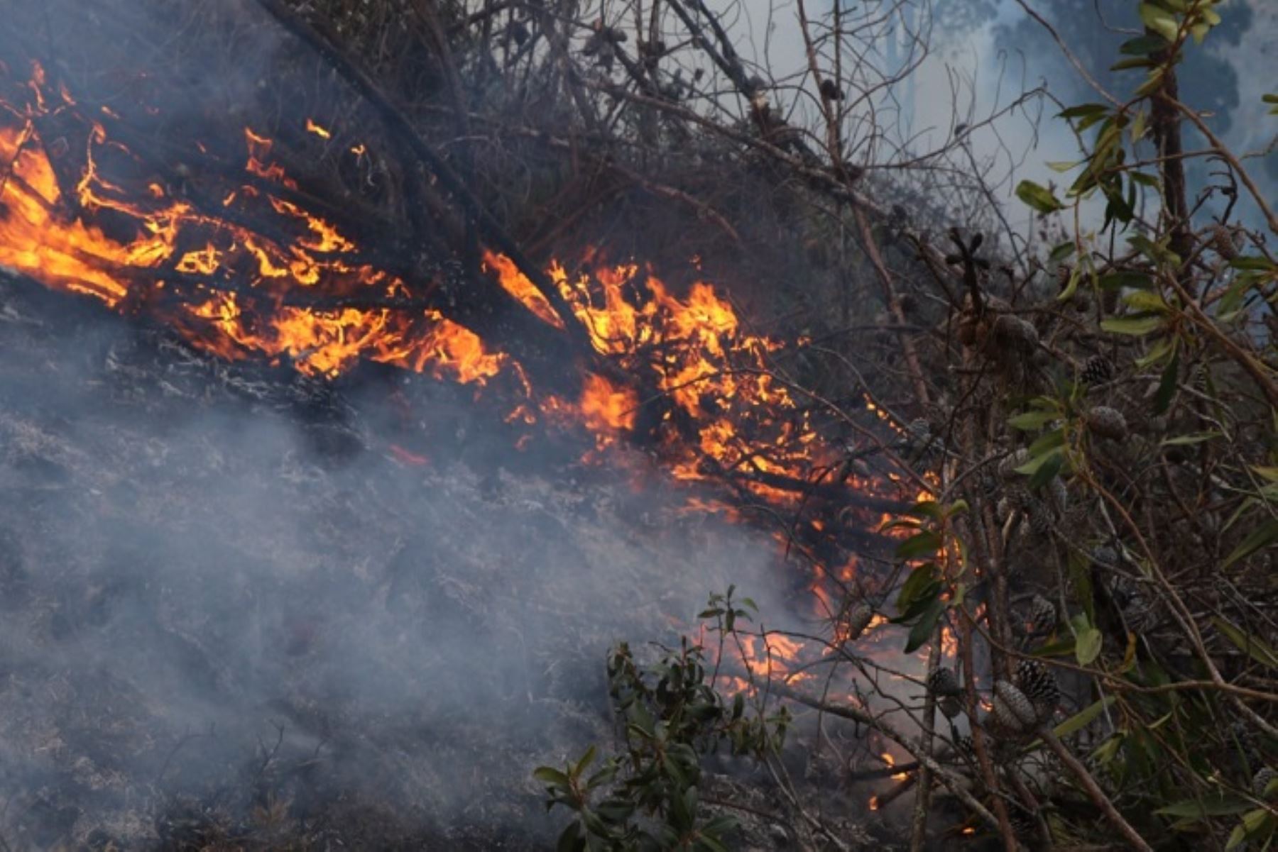 Cajamarca: Reportan 31 incendios forestales en el año