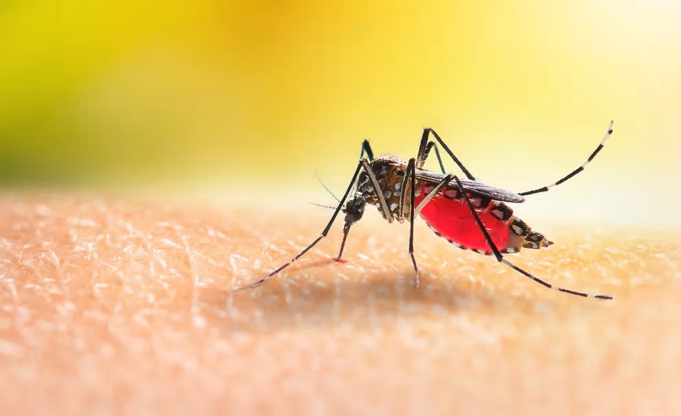 Confinamiento nocturno en Massachusetts para frenar la propagación de peligrosa enfermedad transmitida por mosquitos