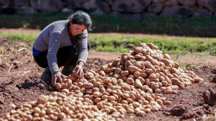 Gobierno sigue impulsando el agro