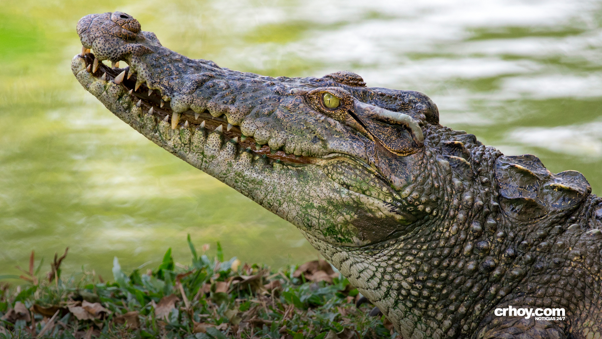 Indonesia: Cocodrilo mató a mujer que se bañaba en Río