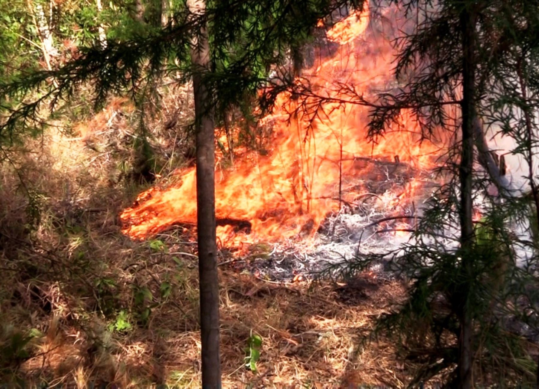 Incendios forestales en Cajamarca consumen más de 10,000 hectáreas de bosques y cultivos