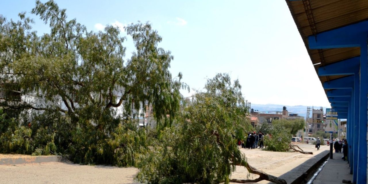 Cajamarca: Denuncian tala de 22 árboles por obra de pavimentación