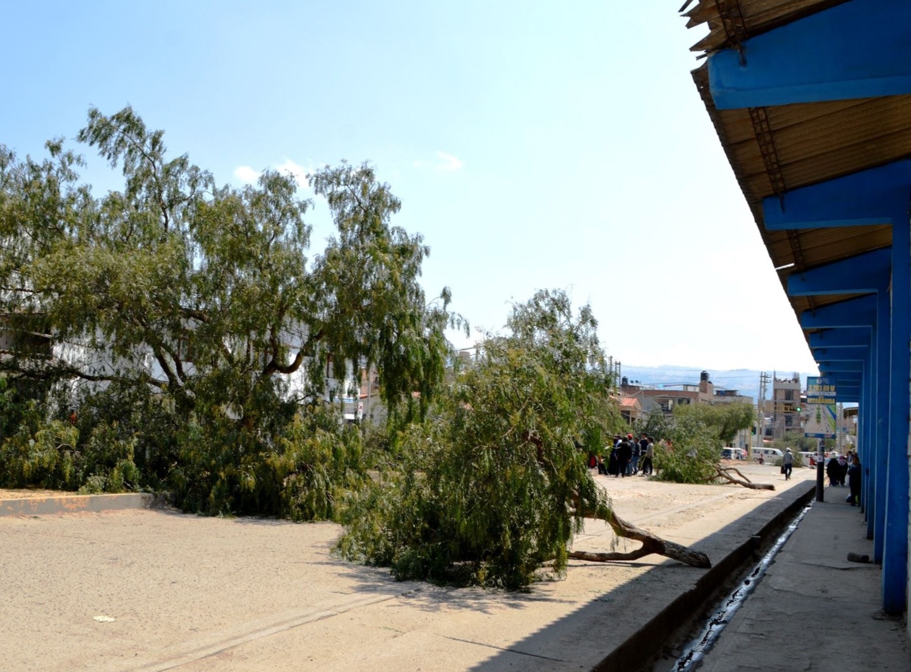 Cajamarca: Denuncian tala de 22 árboles por obra de pavimentación