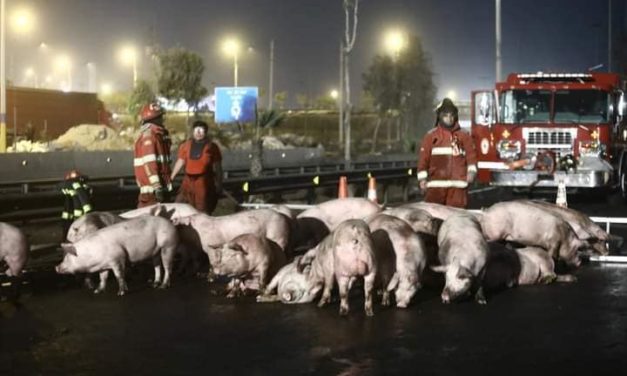 Accidente en la Panamericana Sur genera caos vehicular: tráiler cargado de cerdos se vuelca tras colisión