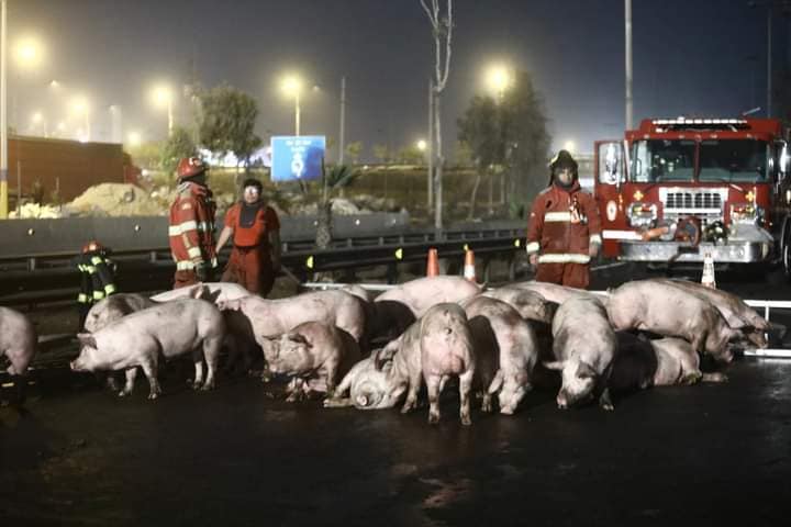 Accidente en la Panamericana Sur genera caos vehicular: tráiler cargado de cerdos se vuelca tras colisión