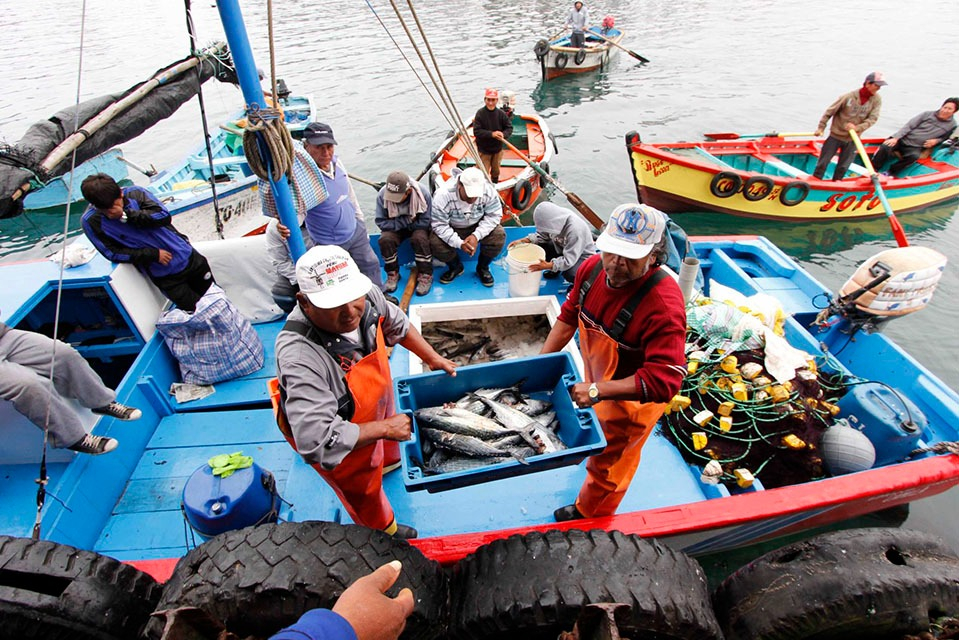 Pescadores de Piura denuncian escasez de pota y culpan a la pesca ilegal de barcos chinos