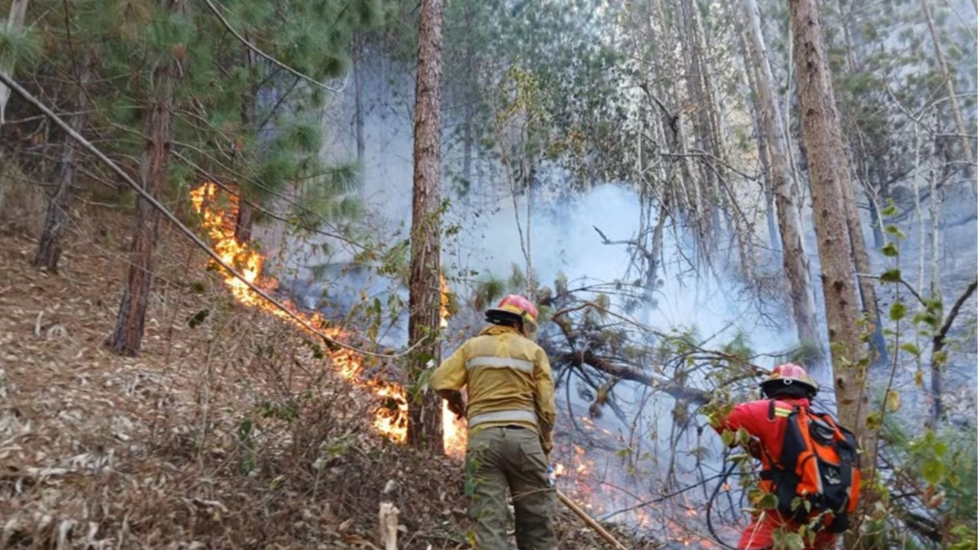 Incendios forestales destruyen 17,000 hectáreas de bosques