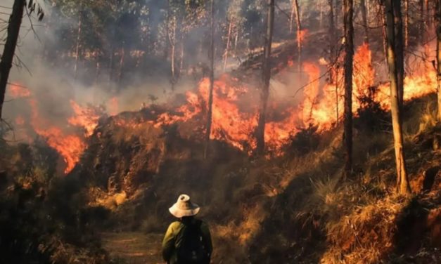 Incendios en Perú: ¿Cuál es el estado actual de la crisis forestal?