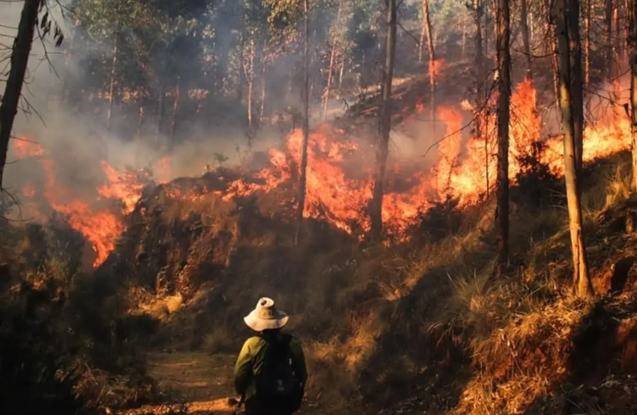 Incendios en Perú: ¿Cuál es el estado actual de la crisis forestal?