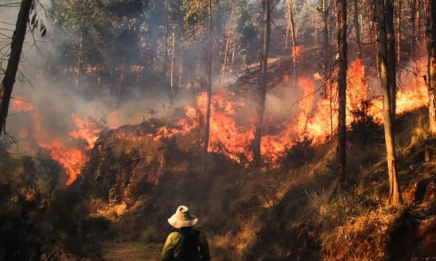 Incendios forestales serían provocados