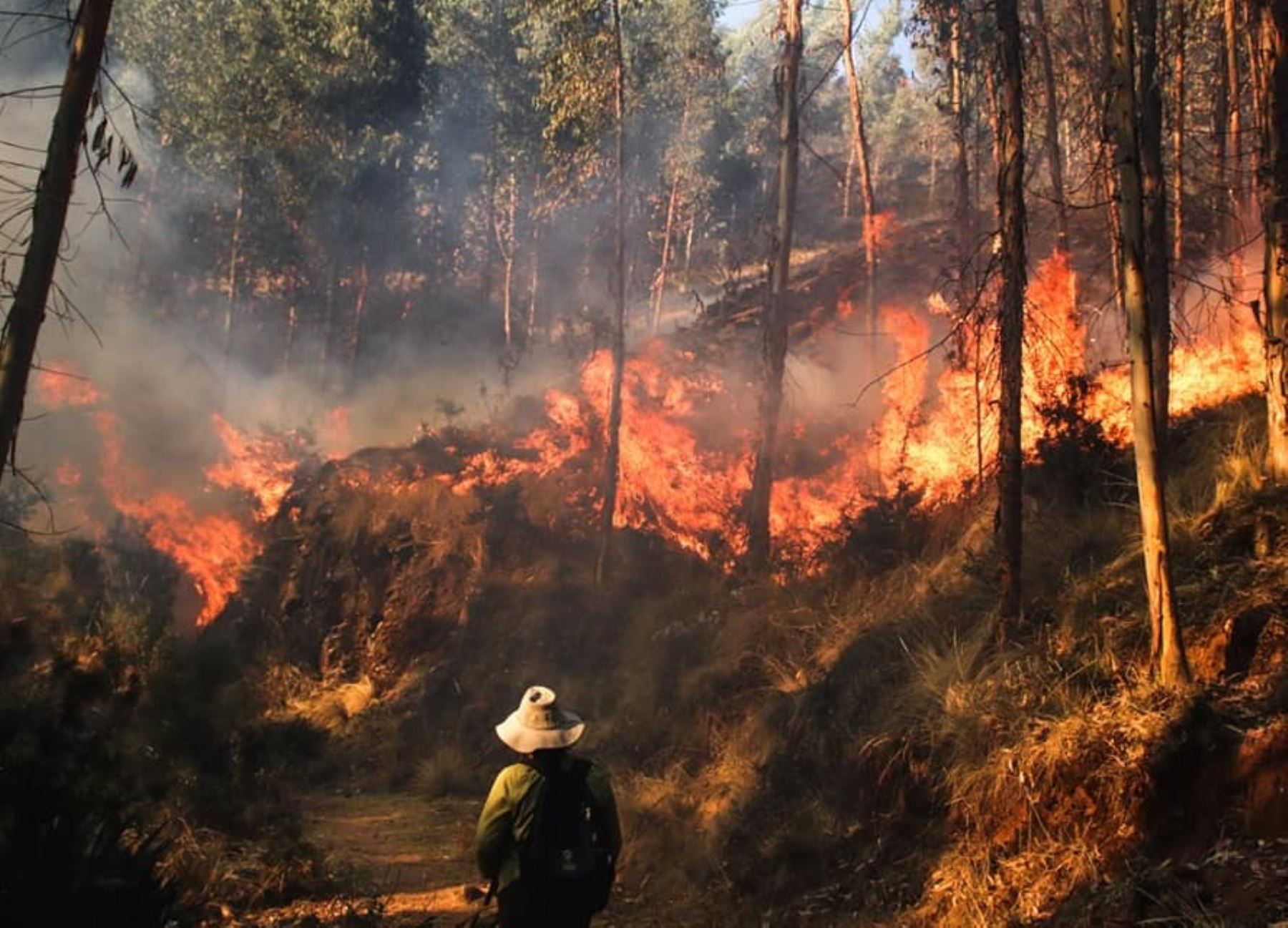 Incendios forestales serían provocados