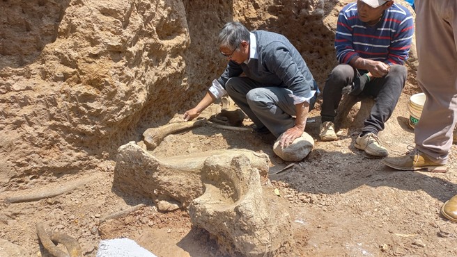 Junín: Hallan restos de un mastodonte de 11 mil años